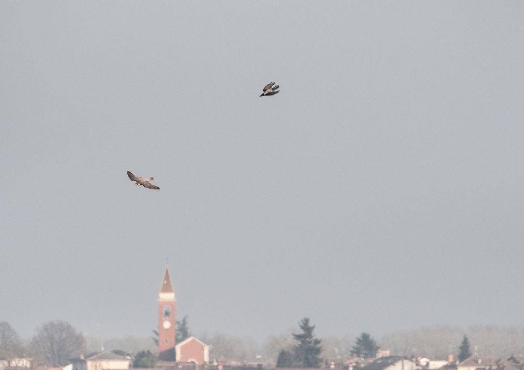 Falco pellegrino (Falco peregrinus)